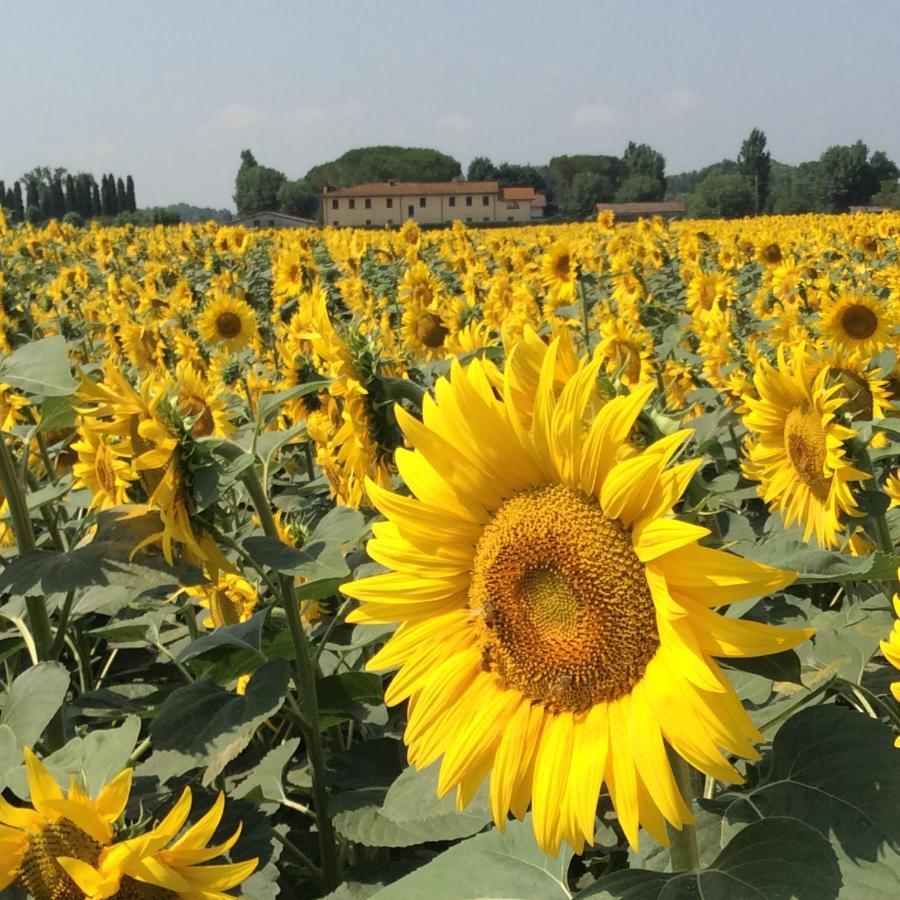 Podere Magnolia ピサ エクステリア 写真